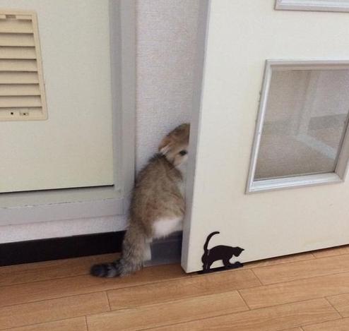 萨摩耶与猫猫的意外亲密接触，萨摩耶含猫入嘴引发关注