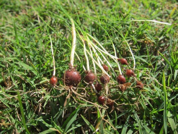 野生植物的双重魅力，美食佳肴与药用良方，探秘入菜入药两用野生植物种类