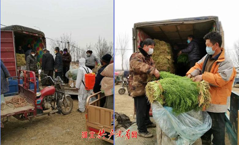 揭秘蔬菜界公摊面积之最，探索与解析公摊面积最大的蔬菜