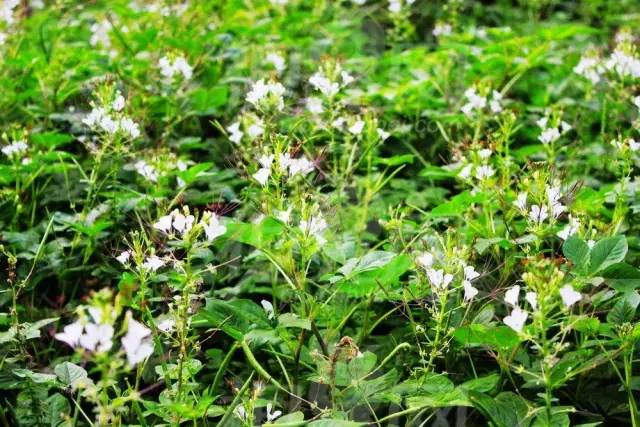 乡野野菜勾起的童年回忆，野菜与时光的记忆之旅