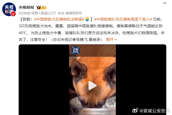 中国搜救犬跨国救援中的温情瞬间，缅甸吃冰降温纪实