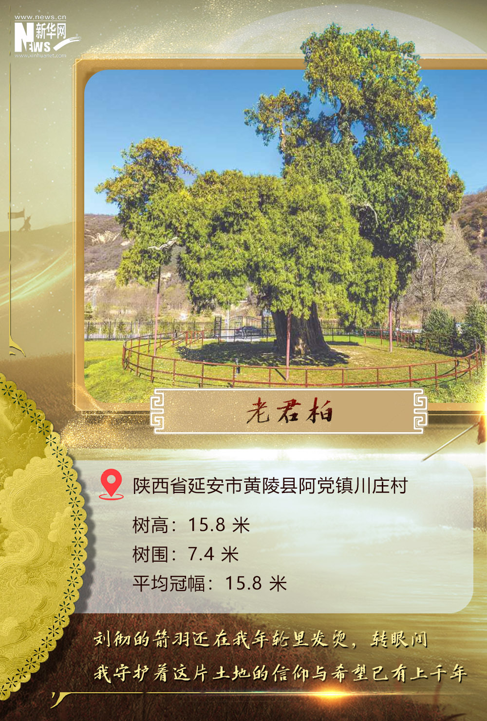 树载千秋，探寻中华民族的根脉、传承与同祖之韵