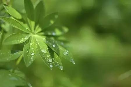 清明时节，思念如青草漫延山野