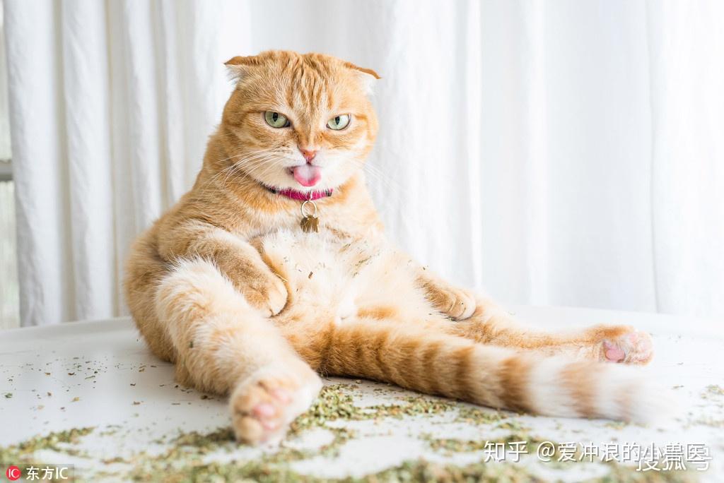 猫猫失重瞬间的探索，本能反应背后的奥秘，闭眼应对挑战