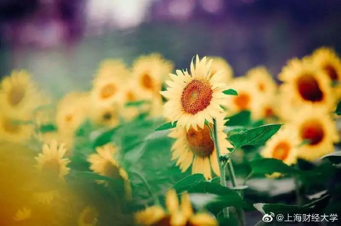 向阳花，国产现实题材的新里程碑
