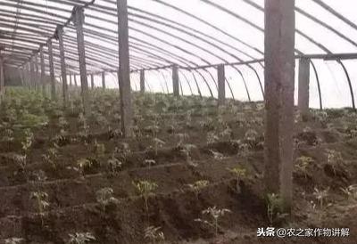 起垄未付款引发纷争，师傅轧地维权行动引发关注