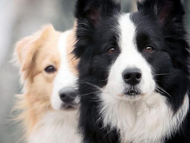 边境牧羊犬的奶香背后的狗语翻译之旅，一口奶与狗语翻译者的奇妙旅程