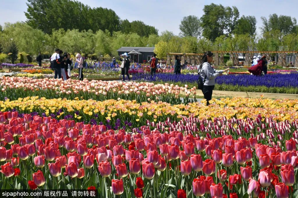 世园公园，20档优秀花卉绽放，装点美丽世界的花会盛宴