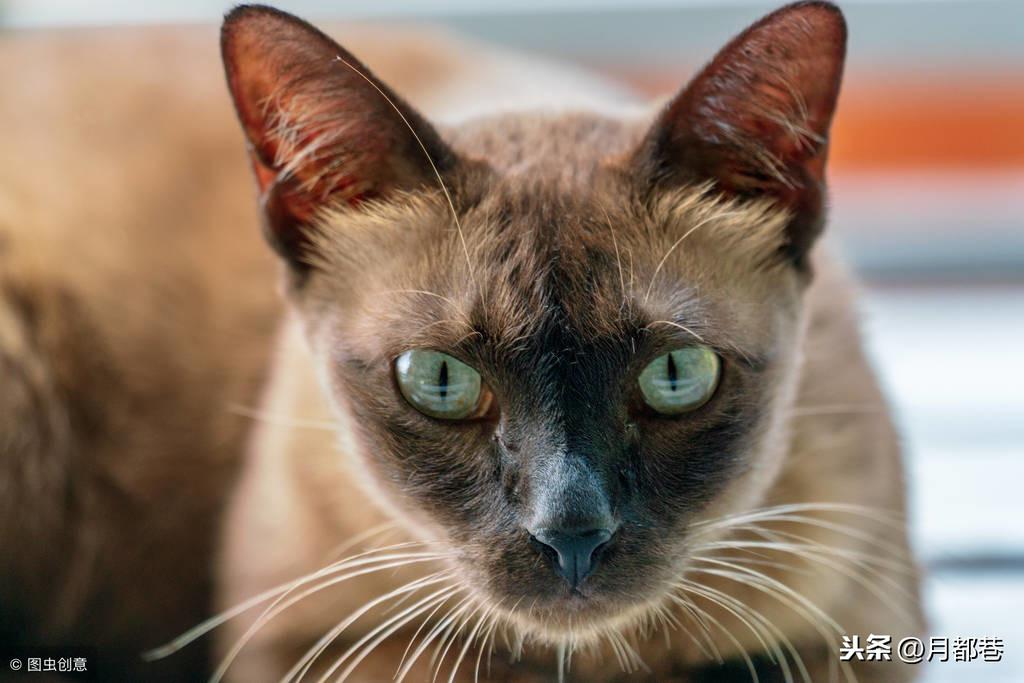 养猫不感冒，平衡的艺术之道