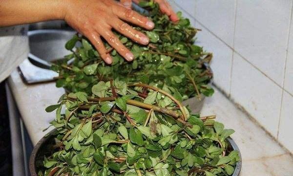野菜从弃草到香饽饽的转变，昔日嫌弃之野菜今朝成热门美食