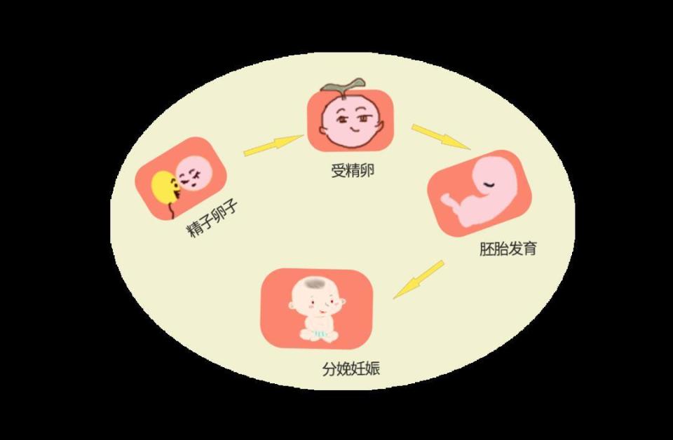育儿科普揭秘，女性生育能力的分水岭——聚焦35岁现象