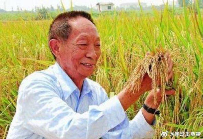 袁隆平墓前的特殊稻穗纪念——缅怀与致敬