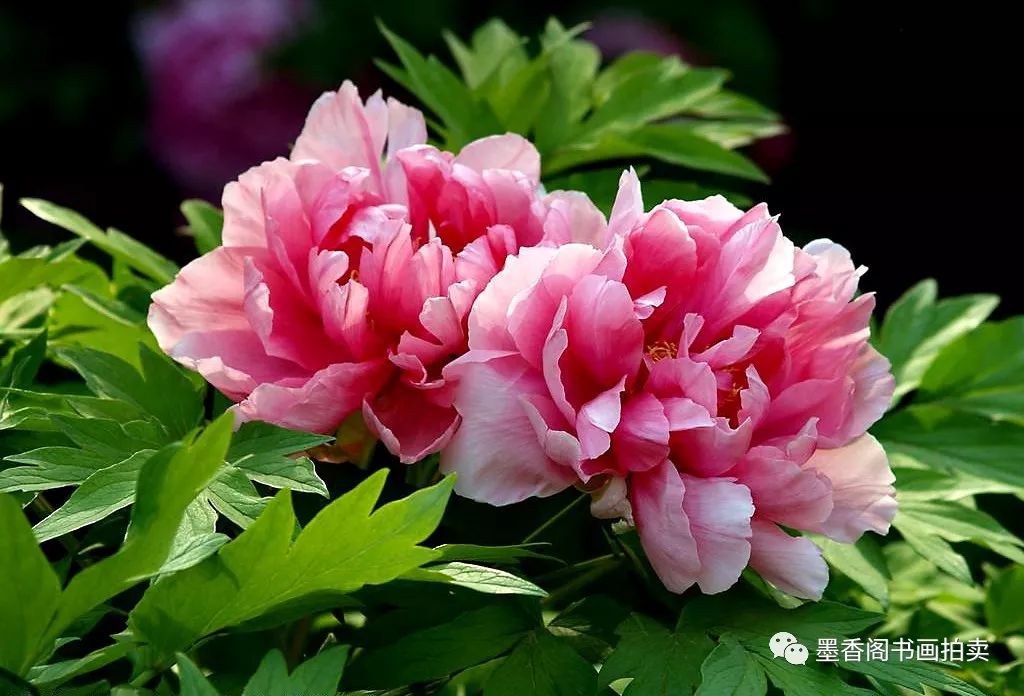 爱财运之花的寓意，探寻富贵荣华的花朵，寓意最佳的选择揭晓！