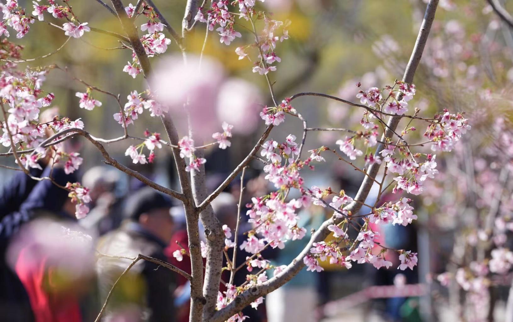 玉渊潭公园樱花盛宴，专家带你共赏樱花之美