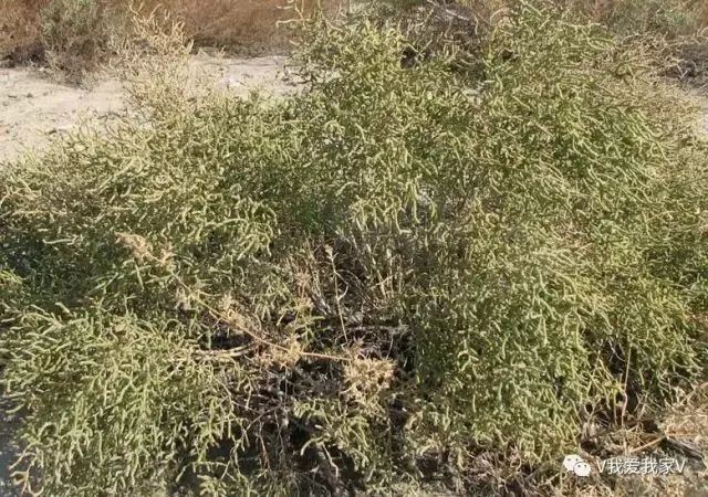 民勤固沙植物图鉴，探索适合种植的绿色宝藏