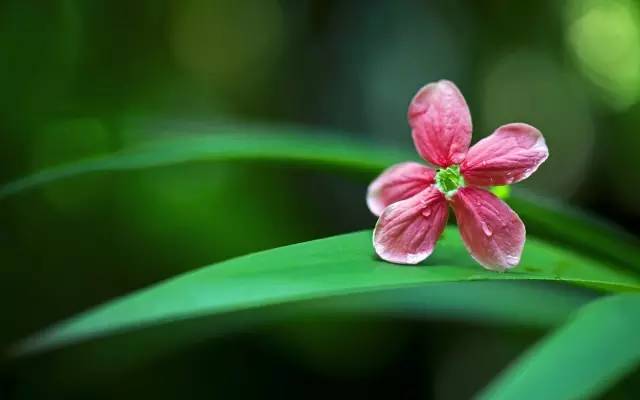 花卉摄影指南，如何用图片展现花的魅力——拍摄花卉的实用技巧