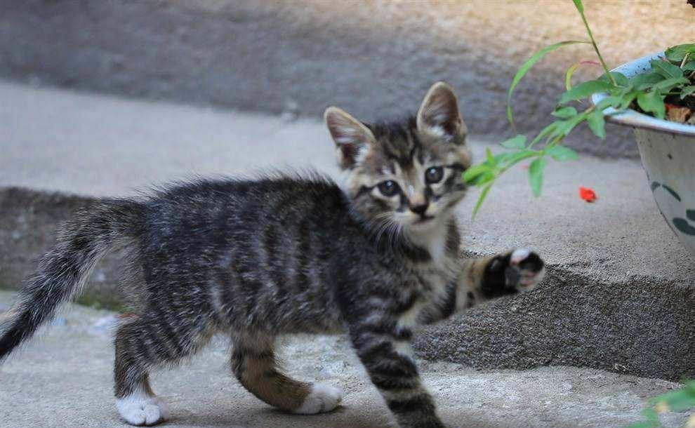 主人收养一只爱酒狸花猫的故事