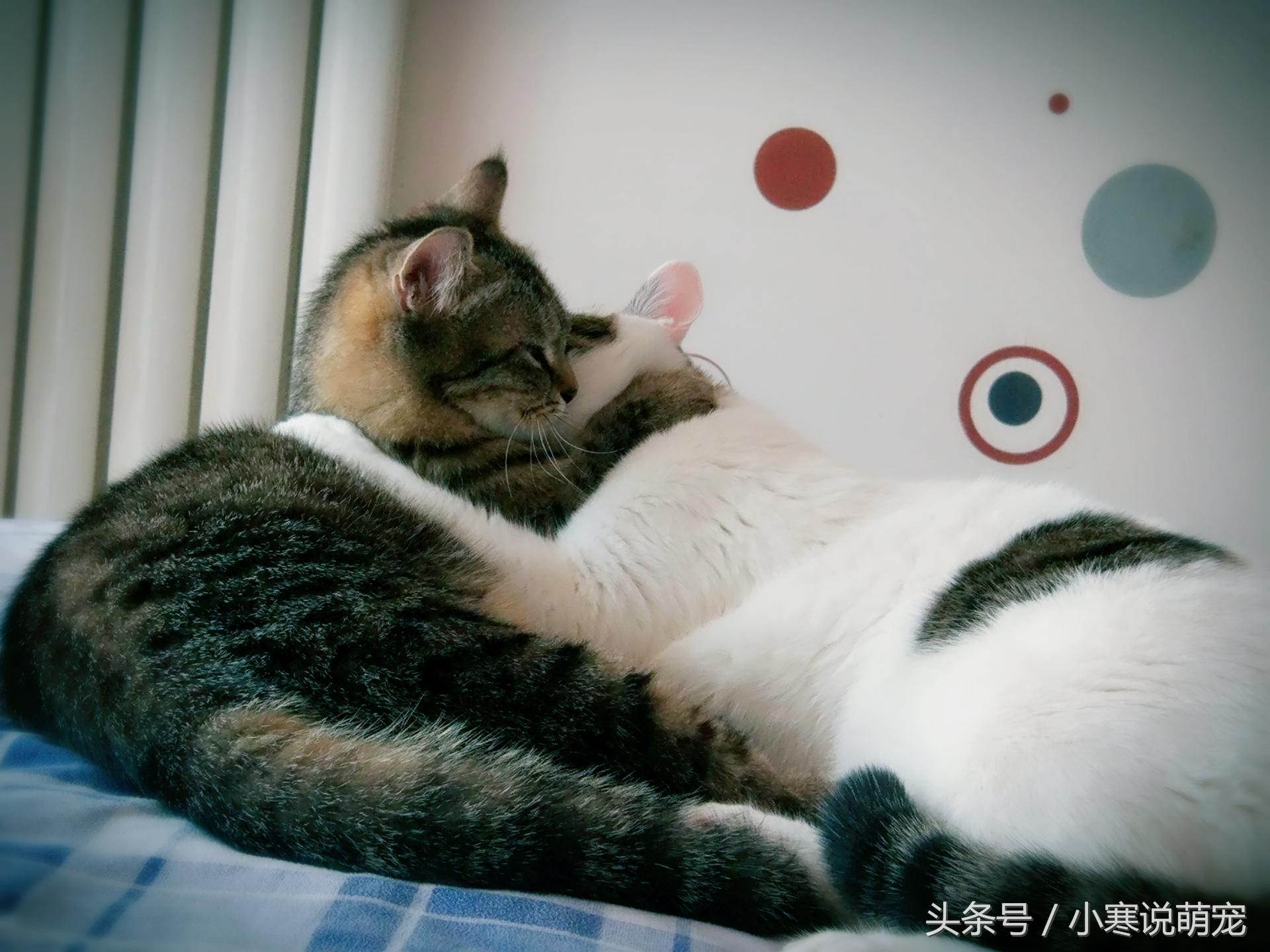 猫咪拖鞋事件，爱与误解的碰撞