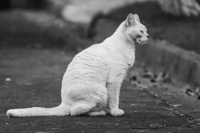 铁路服务升级，宠物猫狗可搭乘高铁出行