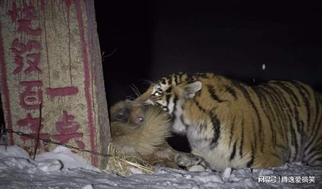 东北虎捕食野猪，野生猫科动物的生存实录在长白山被捕捉