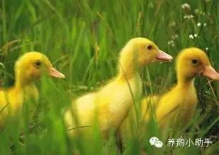 秸秆焚烧引发意外致五千鹅苗受损，事件背后的深思