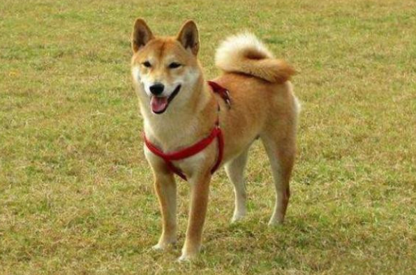 机器狗与柴犬温馨邂逅，共度新春佳节的美好时光