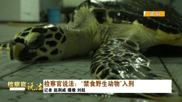 男子非法捕获金钱龟获刑，生态保护警钟长鸣提醒公众重视生态保护的重要性