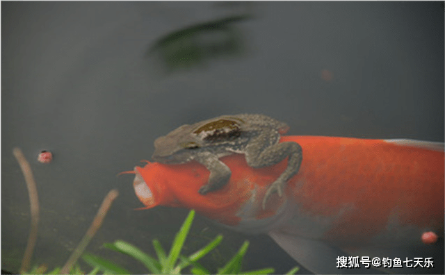金蟾抱鱼，意外钓鱼奇遇记