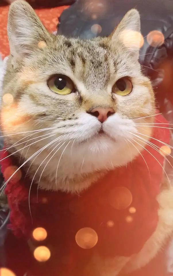 狸花猫酒痴，主人的意外收获