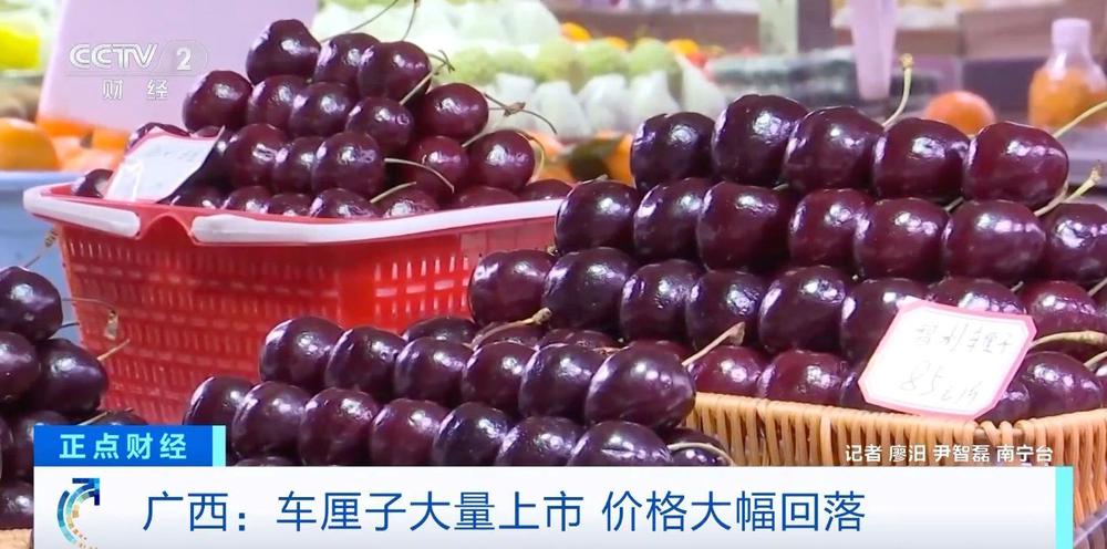广西车厘子大量上市，价格亲民至每斤仅售15元