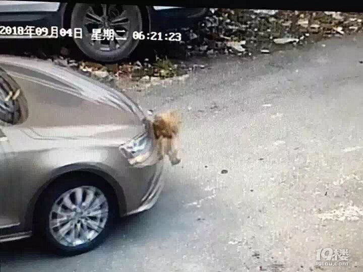 男子开车播放叮咚鸡音乐引发剐蹭事故