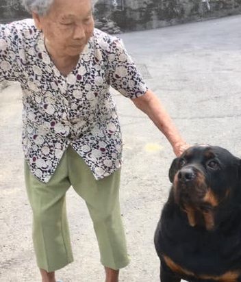 狗狗牵起小主人合影，见证人与犬之间的深厚情感纽带