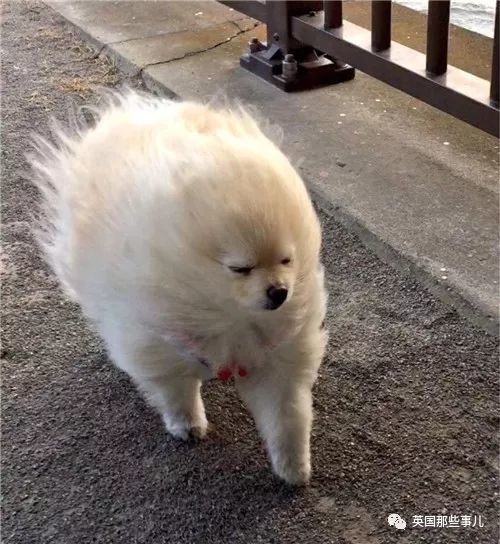 北京大风中的奇迹，小狗变身海豹的奇妙冒险