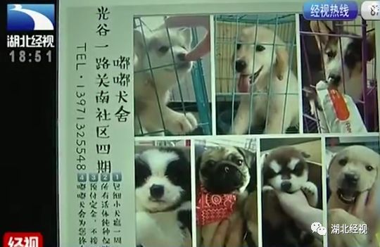 女子网购宠物猫遭遇特殊订单处理风波，取消后五天意外收到发货通知