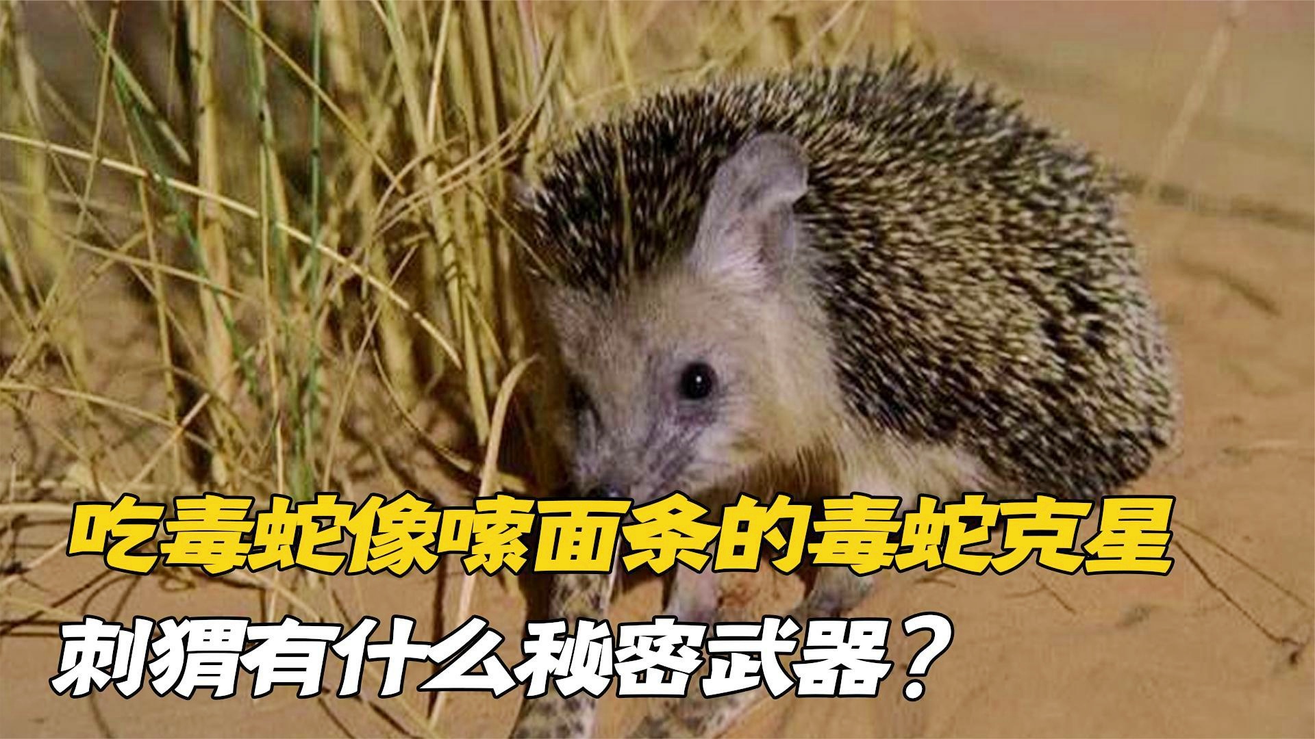 揭秘家中神秘呼吸声背后的刺猬秘密