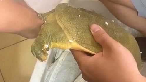 男子遭遇甲鱼咬住手，水中惊险解脱记