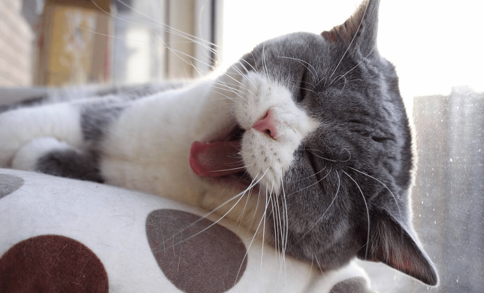 女子疑惑，小猫是否偷偷品尝了她的蛋糕？