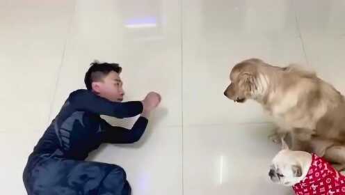 主人与男友的打闹狂欢，两只狗子假打配合，欢乐无限