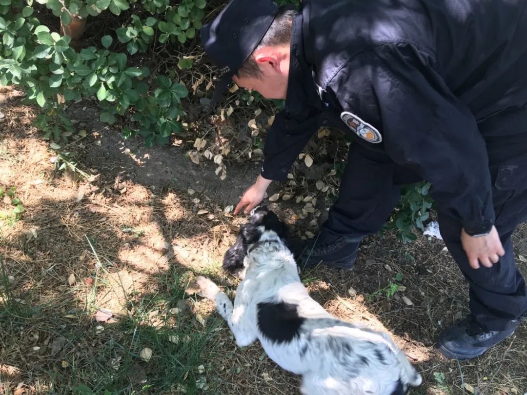 警犬上班摸鱼引发反思，管理与训练亟待改进