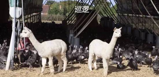 餐馆老板携羊带鸡赴震区，传递爱心与力量支持重建