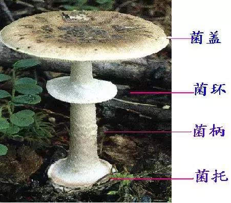 老人药材煲汤中毒身亡引发社会关注与反思