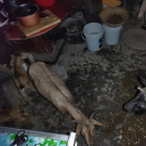 揭秘假黑山羊背后的故事，警方擒获十四名造假嫌疑人