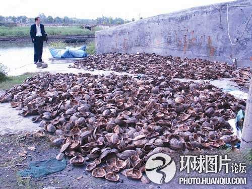 屠宰场排污水未致鱼虾死亡，辟谣真相揭晓
