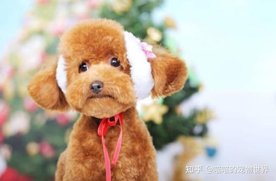 未拴绳泰迪引发惊魂事件，男子过激抢狗行为引争议