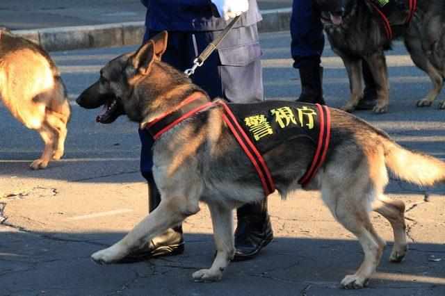 湖南警犬立功，成功找回走失深山的女童