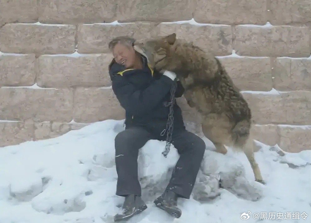 大爷救下小狗悉心照料三年，意外发现原是狼犬相伴成长之路