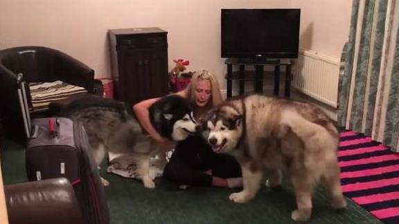 阿拉斯加犬不肯下山，主人背其归家