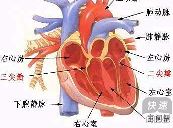 心脏与胃的微妙联系，心脏问题为何会引发胃部反应？