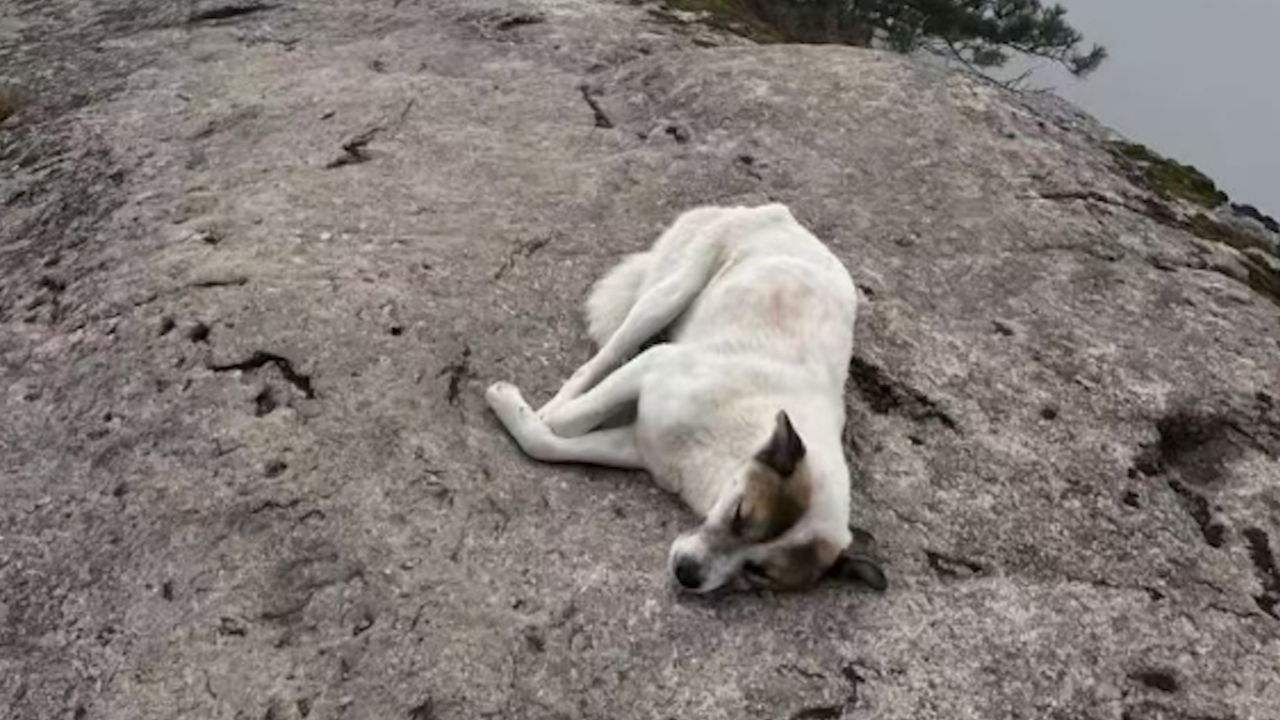 九华山景区犬只断脚瘸腿现象揭秘