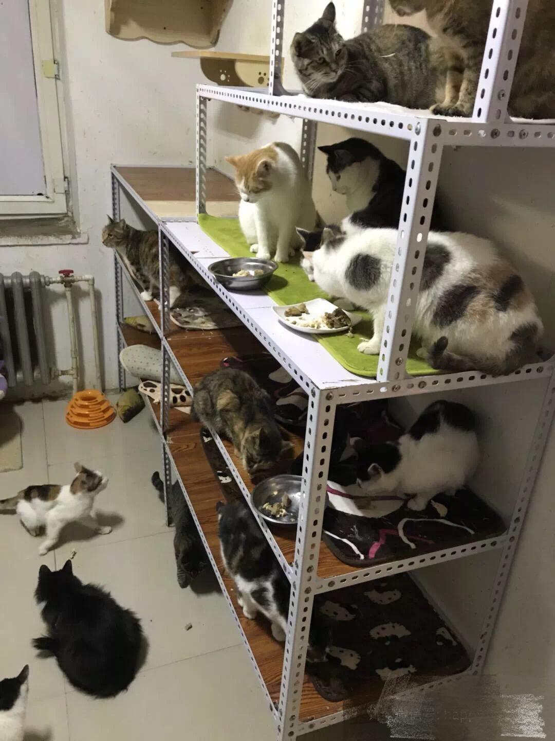 一车猫狗意外发现引发市民联手救助行动